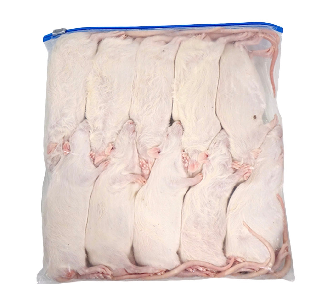 Frozen Medium Rats (10 Pack)