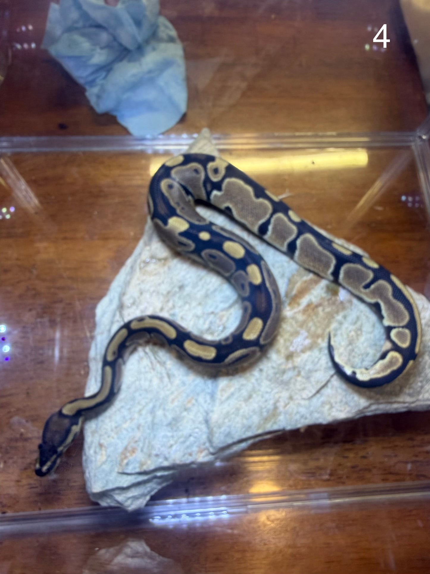 Yellow Belly Het pied 0.1