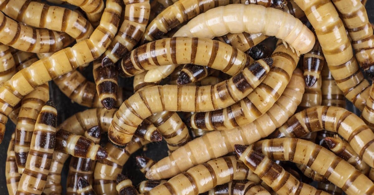 superworms