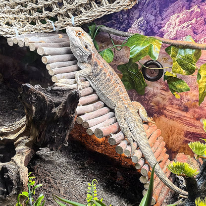 Bearded Dragon Tank Accessories, Include Reptile Mat Hammock Plants Bridge Jungle Climber Vines Terrarium Decorations for Bearded Dragon Lizard Snake