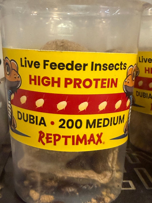 Dubia roaches 200 medium cups