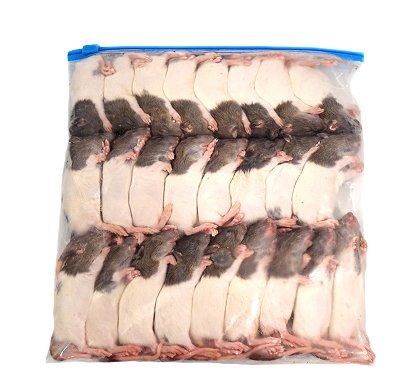 Frozen Weaned (Crawler) Rats