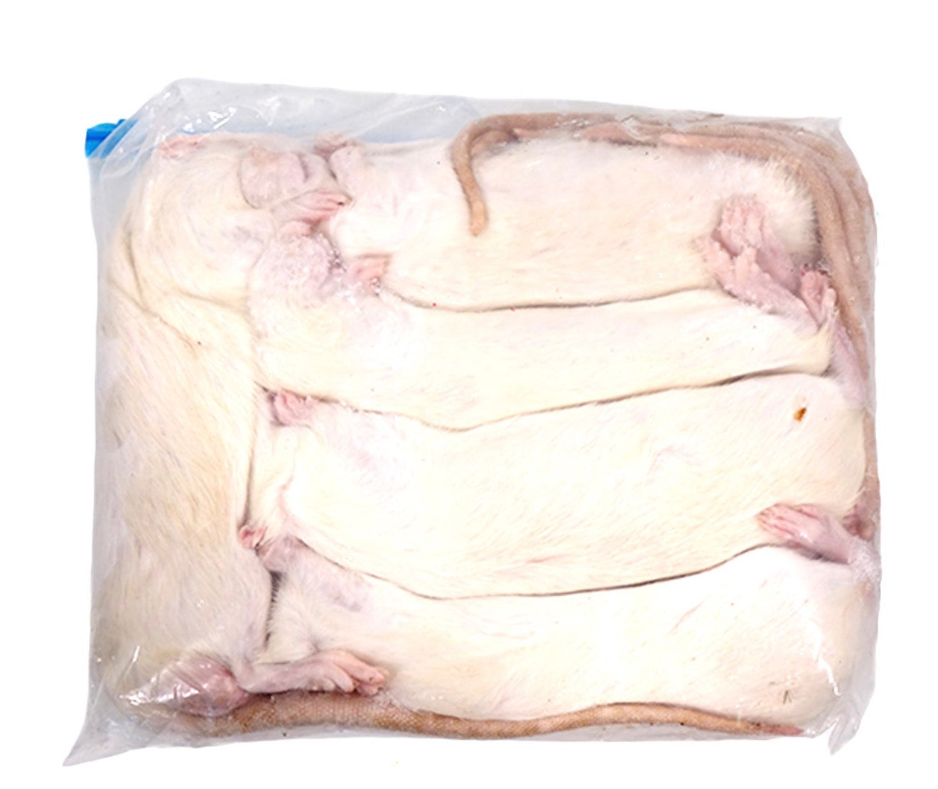 Frozen Jumbo Rats (5 Pack)