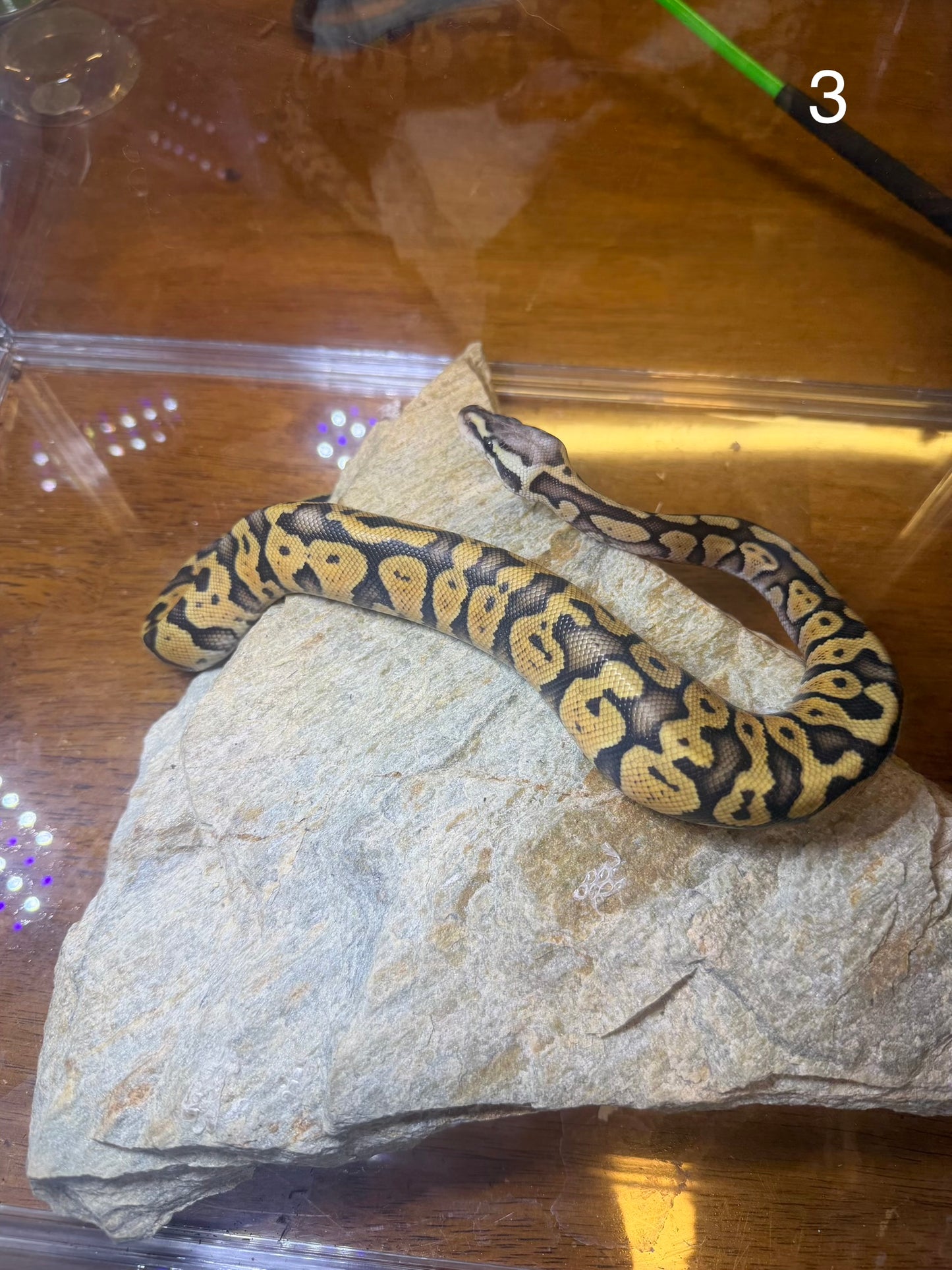 Super Pastel Poss Bongo 1.0