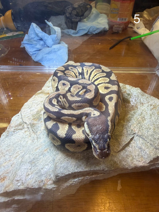 Pastel Het O.G. 0.1